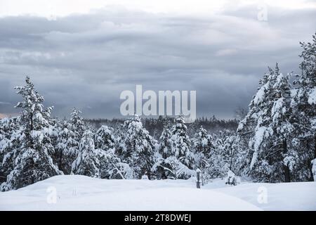 Schneebedeckte Tannen und Kiefern im Winterwald Stockfoto