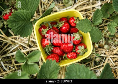 Ein Korb voller frisch geernteter Erdbeeren liegt auf dem Boden Stockfoto