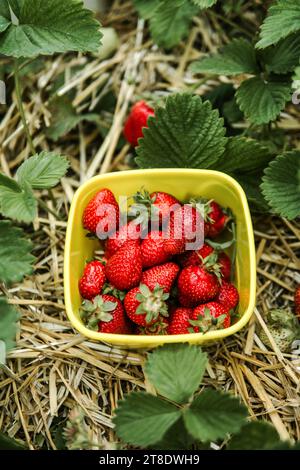 Ein Korb voller frisch geernteter Erdbeeren liegt auf dem Boden Stockfoto