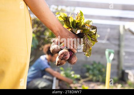 Hände einer blonden weiblichen, die Rote Bete im sonnigen Gewächshaus hält Stockfoto