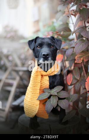 Patterdale Terrier Porträt. Halten Sie für einen Kaffee an. Stockfoto