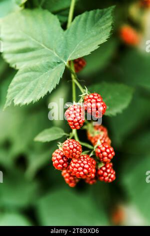 Brombeeren mit roten Beeren Stockfoto