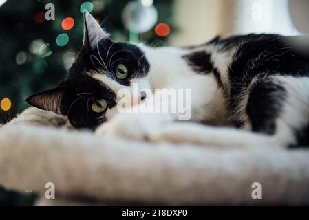 Nahaufnahme einer schwarz-weißen Katze, die auf einem Katzenbett vor CH liegt Stockfoto