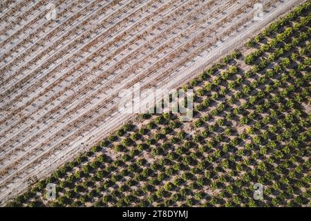 Alte und neue Zitrusbäume auf einer industriellen Obstfarm in Kalifornien Stockfoto