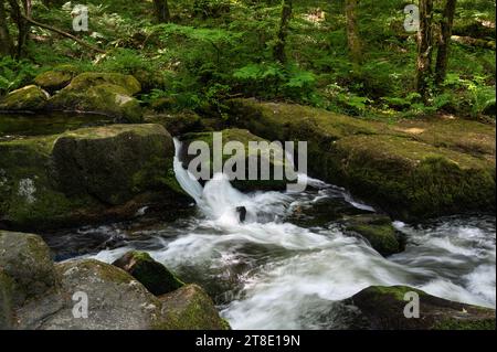 Golitha Falls National Nature Reserve. Cornwall, Großbritannien Stockfoto