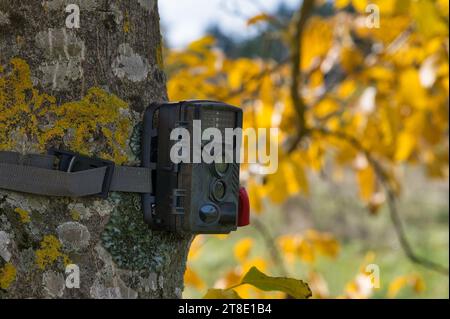 Eine Kamerafalle, die auf einem Baumstamm montiert und mit einem Kombinationsschloss gesichert ist, um eine Obstplantage zu überwachen. Stockfoto