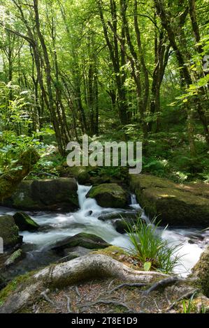 Golitha Falls National Nature Reserve. Cornwall, Großbritannien Stockfoto