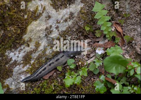 Great Grey (alias Leopard) Slug: Limax maximus. Slowenien. Stockfoto