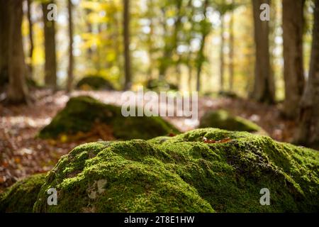 Gruppe von Felsen, die mit Moos bedeckt sind, im Wald, umgeben von einem Teppich aus trockenen Blättern und mit herbstlichen Kastanienbäumen im Hintergrund, Monte Amiat Stockfoto