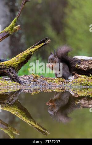 Rotes Eichhörnchen: Sciurus vulgaris. Slowenien Stockfoto