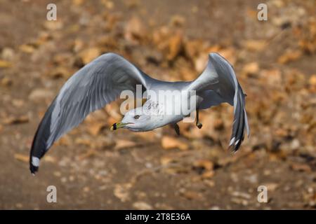 Eine majestätische Ringvögel kann man sehen, wie sie tief über dem Boden schweben, mit einer frisch gefangenen Beute im Schnabel Stockfoto