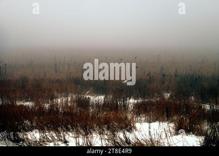 gloomy plain. Abandoned sunflower fields (the field weed are running riot) where the crop is not harvested due to low yields. Winter, snow cover, cold Stock Photo