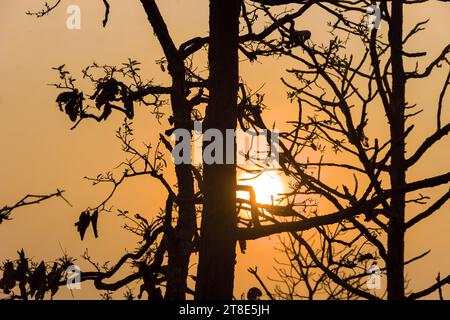 Tropischer Sonnenuntergang. Winterliche Sonnenstrahlen durch Baumäste. Thailand Stockfoto