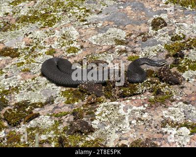 Adder (Vipera berus), schwarzer Morph. Die Schlange sonnt sich im Frühling auf unberechenbarem Felsbrocken. Eine Fülle von Schwarzen Viper auf der Karelischen Halbinsel (Golf von Finnland) weil Stockfoto