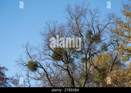 Mistel (Viscum Album) wächst in einer Lime Tree, Coventry, Großbritannien Stockfoto