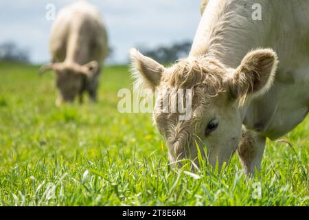 Rinderbullen, Kühe und Kälber, die auf einem Feld in Australien grasen. Zu den Viehrassen gehören gesprenkelter Park, murray Grey, angus, Brangus und wa Stockfoto