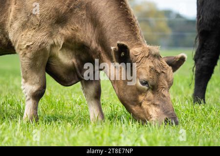 Rinderbullen, Kühe und Kälber, die auf einem Feld in Australien grasen. Zu den Viehrassen gehören gesprenkelter Park, murray Grey, angus, Brangus und wa Stockfoto