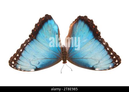 Blauer Schmetterling. Natürlicher Schmetterling auf isoliertem weißem Hintergrund. Stockfoto