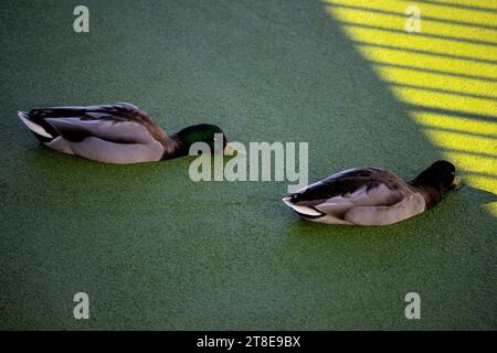 Ente im Teich mit Schleim Stockfoto