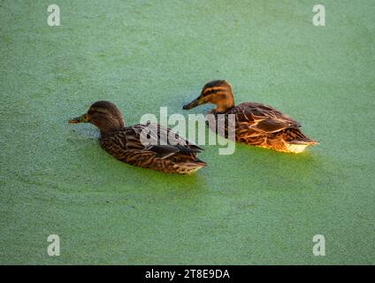 Ente im Teich mit Schleim Stockfoto