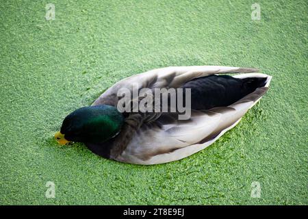 Ente im Teich mit Schleim Stockfoto