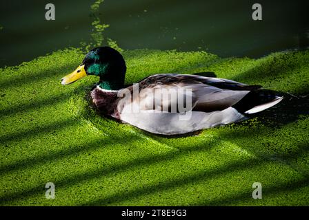 Ente im Teich mit Schleim Stockfoto