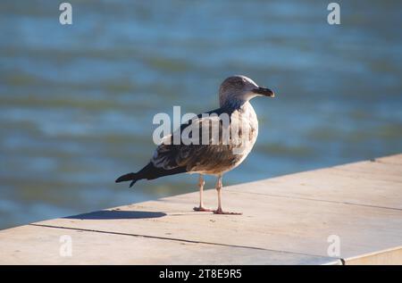 Möwe, die auf einem hölzernen Pier am Meer steht, Nahaufnahme Stockfoto