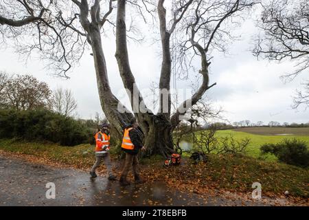 Arbeiter beginnen mit der Vermessung, um eine Reihe von Bäumen in den berühmten Dark Hedges in Nordirland in der Nähe von Armoy in Co Antrim zu entfernen, da sie Bedenken haben, dass sie ein Risiko für die Öffentlichkeit darstellen könnten. Der Baumtunnel wurde berühmt, als er in der HBO-Fantasy-Serie Game of Thrones vorgestellt wurde und zieht heute eine große Zahl von Touristen aus der ganzen Welt an. Sechs der Bäume werden entfernt, und an einigen anderen werden Sanierungsarbeiten durchgeführt. Bilddatum: Montag, 20. November 2023. Stockfoto