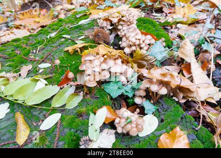 Eine Gruppe Pilze im Wald. Stockfoto