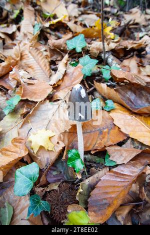 Ein Pilz im Wald. Stockfoto
