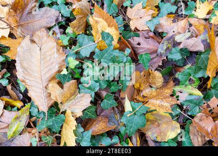 ivy bedeckt mit toten Blättern. Stockfoto