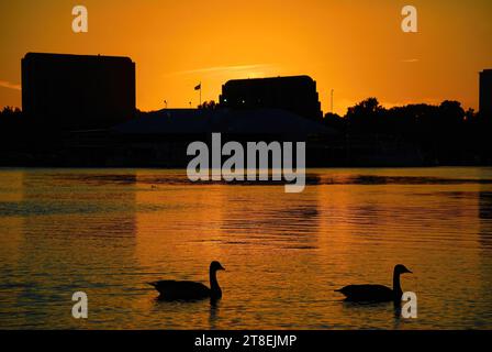 Silhouette von Kanadiengänsen, die während des Sonnenuntergangs in einer Stadt im See schwimmen Stockfoto