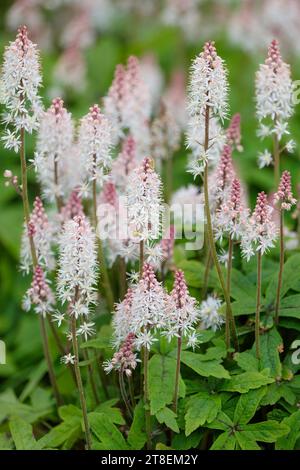 Tiarella Spring Symphony, Foam Flower Spring Symphony, hinterlässt dunkles Lila entlang der Mittelrippen. Spitzen aus sternenklaren, cremeweißen Blüten, Stockfoto