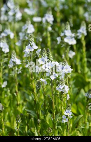 Veronica gentianoides, Enzian speedwell, hohe Spitzen von blassblauen bis weißen Blüten im Mai. Stockfoto