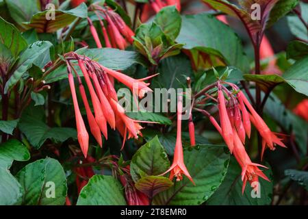 Fuchsia Koralle fulgens, Triphylla Upright Bush, orange-rote Blüten schlanke Röhrchen, kleine Blütenblätter, Stockfoto