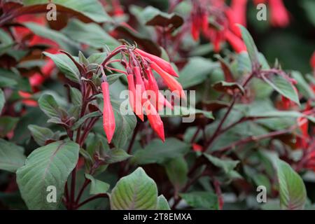 Fuchsia Koralle fulgens, Triphylla Upright Bush, orange-rote Blüten schlanke Röhrchen, kleine Blütenblätter, Stockfoto