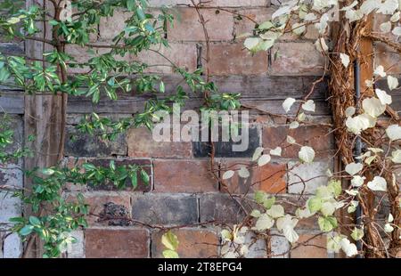 Hintergrund mit Mauerwerk, Fachwerk und Kletterpflanzen Stockfoto
