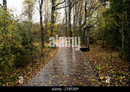 Holzsteg im Schwarzen Moor in Rhoen, Bayern, Deutschland, im Herbst nach Regen Stockfoto