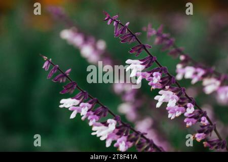 Nahaufnahme Salbei-violette Blüten an den langen Stielen. Kräutermedizin im Frühling, Sommergarten. Florale Tapete in voller Blüte. Mahlender Salbeiflowe Stockfoto