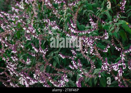 Nahaufnahme Salbei-violette Blüten an den langen Stielen. Kräutermedizin im Frühling, Sommergarten. Florale Tapete in voller Blüte. Mahlender Salbeiflowe Stockfoto