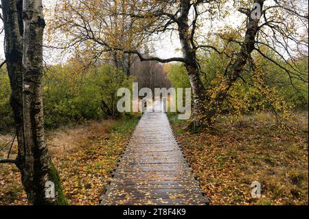 Holzsteg im Schwarzen Moor in Rhoen, Bayern, Deutschland, im Herbst nach Regen Stockfoto