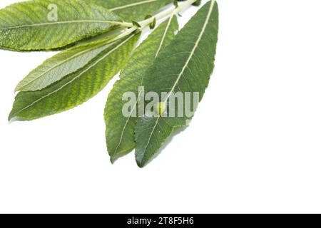 Zysten, Eier, auf einem grünen Blatt, das von dem Insekt Dasineura pellex gelegt wurde, ist eine Mückenart aus der Familie Cecidomyidae, isoliert auf weißem Hintergrund, Stockfoto