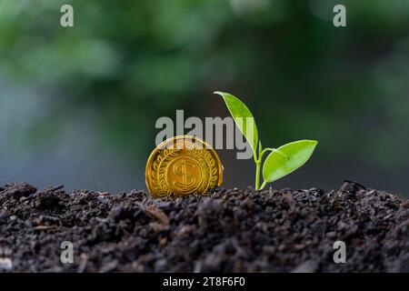 Sämling und goldene Münze auf dem Boden, Geldwachstumsrate-Konzept. Stockfoto