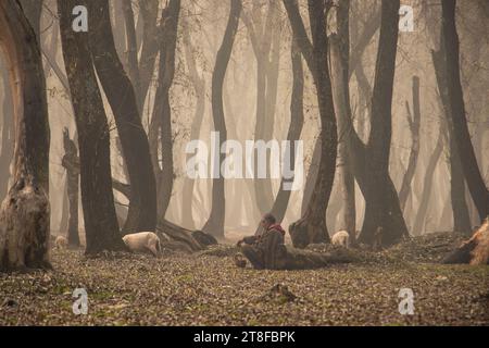 Ganderbal, Jammu und Kaschmir, Indien. 20. November 2023, Ganderbal, Jammu und Kashmir, Indien: Ein Hirte rastet während er seine Schafe an einem nebeligen Herbsttag in Ganderbal weidet. Quer durch das Kaschmir-Tal sind die Wintervorbereitungen in den lebhaften Herbsttönen lebhaft und signalisieren die nahende Kälte, wenn die Tage kürzer werden. (Kreditbild: © Adil Abbas/ZUMA Press Wire) NUR REDAKTIONELLE VERWENDUNG! Nicht für kommerzielle ZWECKE! Quelle: ZUMA Press, Inc./Alamy Live News Stockfoto