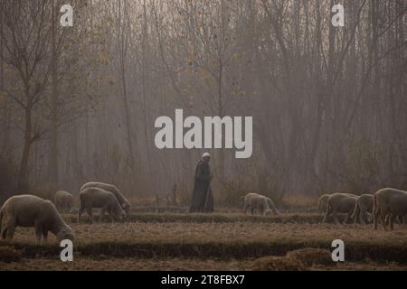 Ganderbal, Jammu und Kaschmir, Indien. 20. November 2023, Ganderbal, Jammu und Kashmir, Indien: Ein Hirte schlendert mit einer Schafherde an einem nebeligen Herbsttag in Ganderbal durch das Feld. Quer durch das Kaschmir-Tal sind die Wintervorbereitungen in den lebhaften Herbsttönen lebhaft und signalisieren die nahende Kälte, wenn die Tage kürzer werden. (Kreditbild: © Adil Abbas/ZUMA Press Wire) NUR REDAKTIONELLE VERWENDUNG! Nicht für kommerzielle ZWECKE! Quelle: ZUMA Press, Inc./Alamy Live News Stockfoto