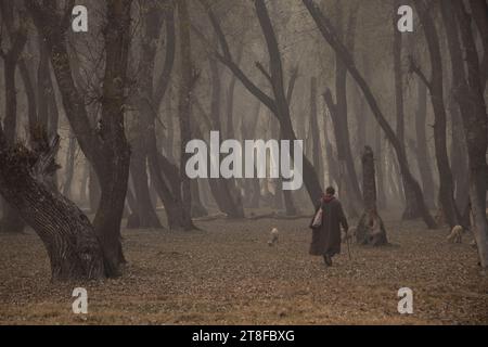 Ganderbal, Jammu und Kaschmir, Indien. 20. November 2023, Ganderbal, Jammu und Kashmir, Indien: Ein Hirte schlendert mit einer Schafherde an einem nebeligen Herbsttag in Ganderbal durch das Feld. Quer durch das Kaschmir-Tal sind die Wintervorbereitungen in den lebhaften Herbsttönen lebhaft und signalisieren die nahende Kälte, wenn die Tage kürzer werden. (Kreditbild: © Adil Abbas/ZUMA Press Wire) NUR REDAKTIONELLE VERWENDUNG! Nicht für kommerzielle ZWECKE! Quelle: ZUMA Press, Inc./Alamy Live News Stockfoto