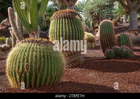 Mehrere verschiedene, große Kakteen in einem Garten Stockfoto