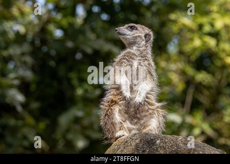 Erdmännchen Stockfoto