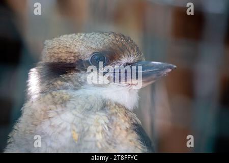 Auf einem Zweig sitzt ein charismatischer lachender Kookaburra, dessen leuchtendes grünes Gefieder und der markante weiße Bauch das Sonnenlicht einfangen. Sein Name ist perfekt Stockfoto