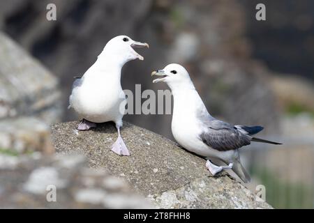 Nördliche Fulmars (Fulmarus glazialis), die während des Balzverhaltens auftreten - Schottland, Großbritannien Stockfoto